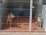 El Ayuntamiento de Vinaròs concede una subvención de 4.000 euros a la protectora de animales “El Cau”